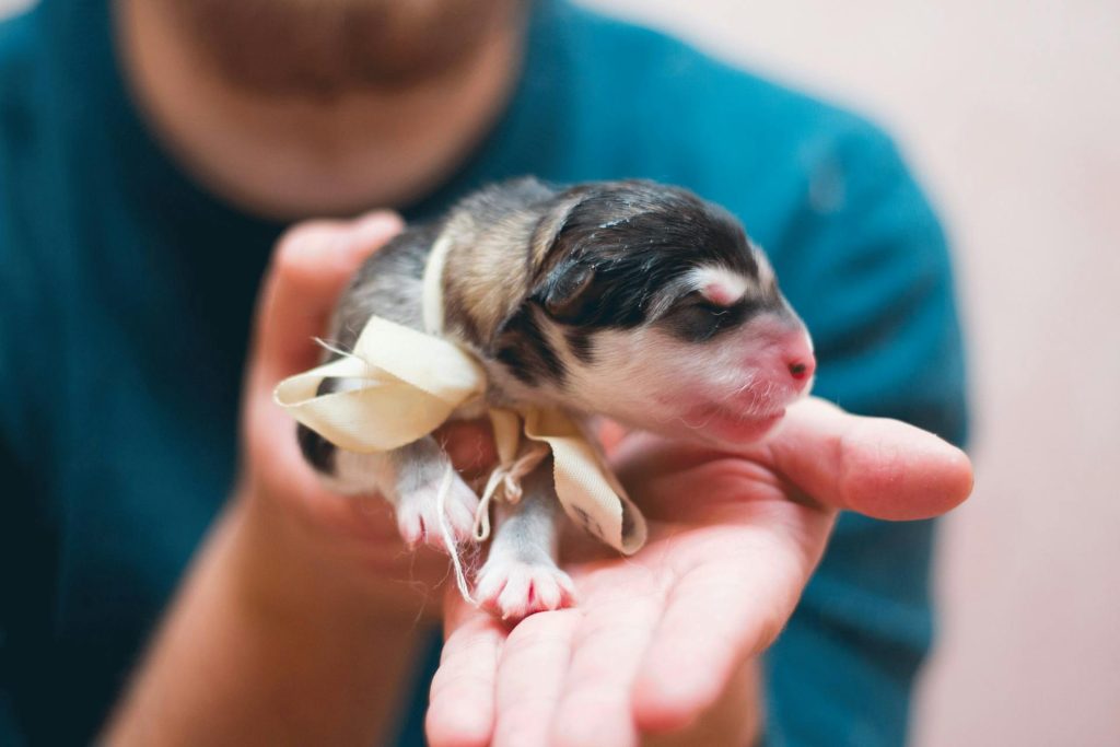 Man showing cute small puppy with eyes closed.
