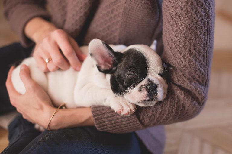getting a puppy – the Key considerations